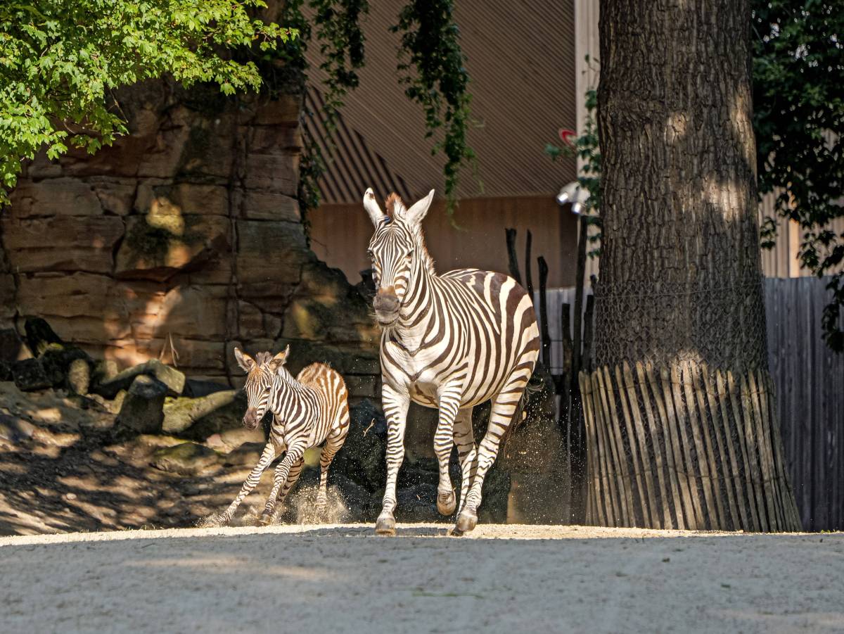 Zoo Hannover Zebras