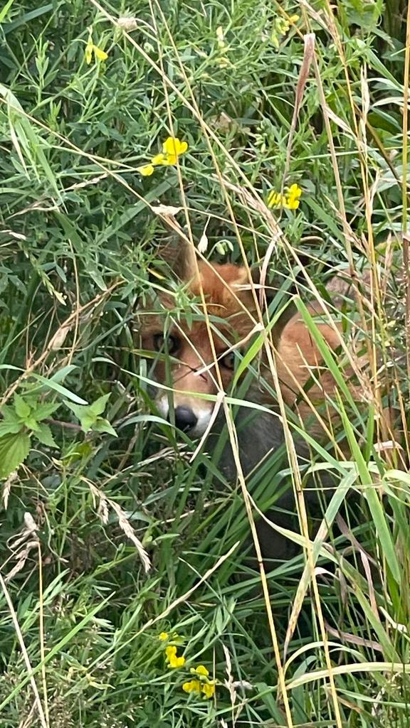 Fuchs im Gras