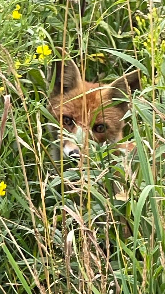 Fuchs im Gras