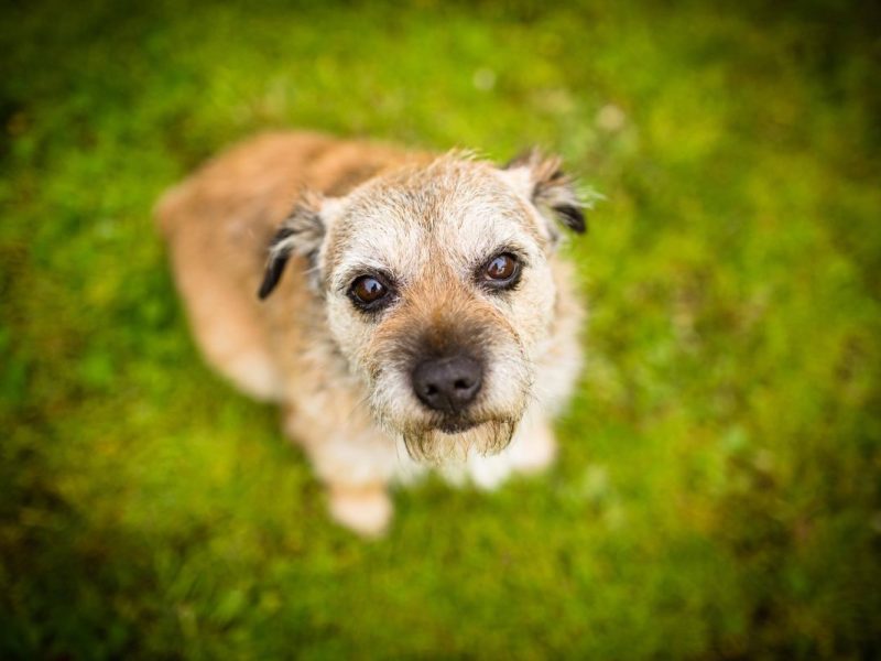 In Braunschweig gibt es drei Hundewiesen.