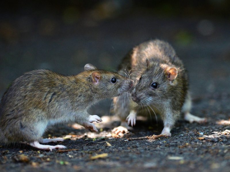 Ratten können Krankheiten übertragen und sind nach fachlicher Einschätzung des Robert Koch-Instituts als Gesundheitsschädlinge zu klassifizieren.