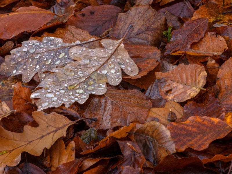 wetter niedersachsen