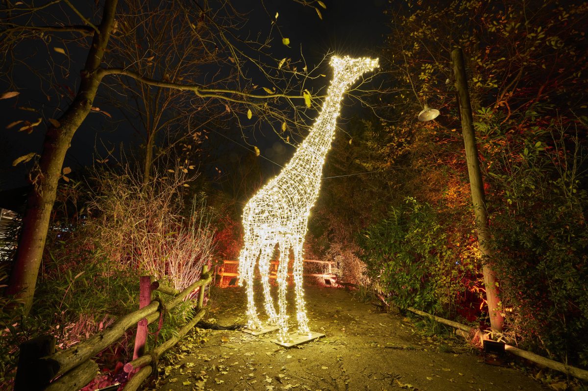 Im Zoo Hannover wird die Adventszeit wieder sehr besonders. (Archivbild)