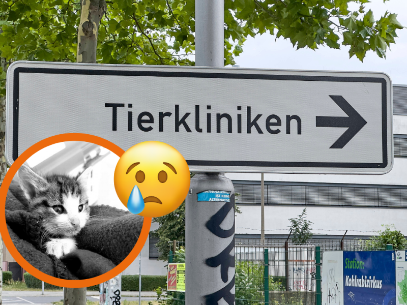 Kitten Drama in Wolfsburg