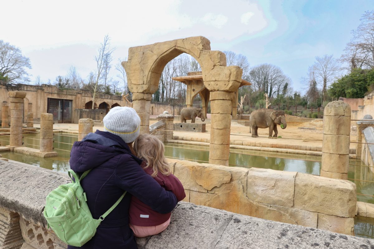 Ein Bild aus dem MÃ¤rz 2023: Asiatische Elefanten beziehen ihre neue Anlage im Erlebnis-Zoo Hannover. Mit einer riesigen BadeflÃ¤che, groÃŸem Schattenplatz, Futterverstecken, etc. ist das Reich der Elefanten noch grÃ¶ÃŸer geworden.