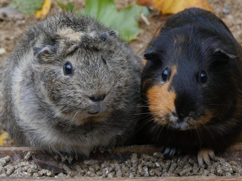 Meerschweinchen im Zoo Braunschweig.