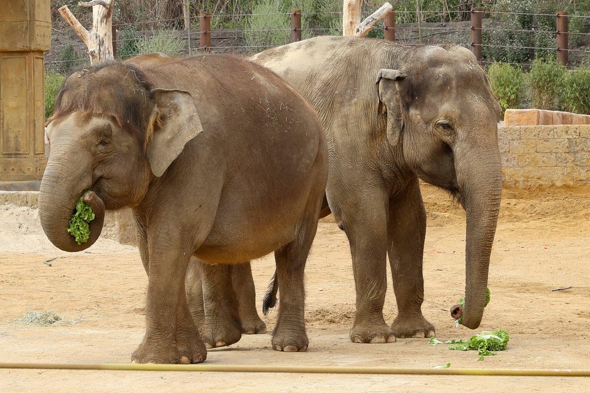 Asiatische Elefanten im Erlebnis-Zoo Hannover (Symbolbild)