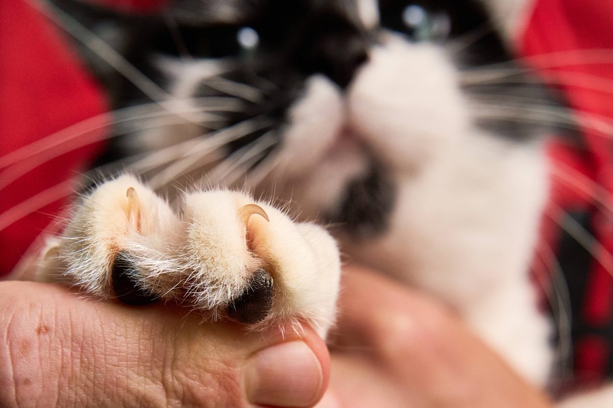 Schwarz, WeiÃŸe Katze mit Nahaufnahme von den Krallen (Symbolbild Braunschweig)