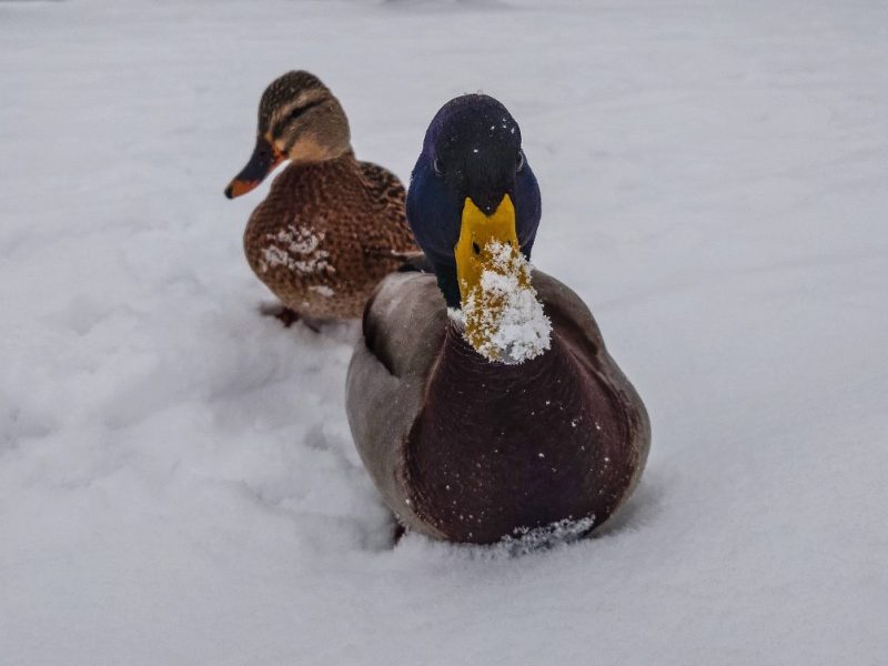 In Braunschweig ist eine Ente festgefroren.