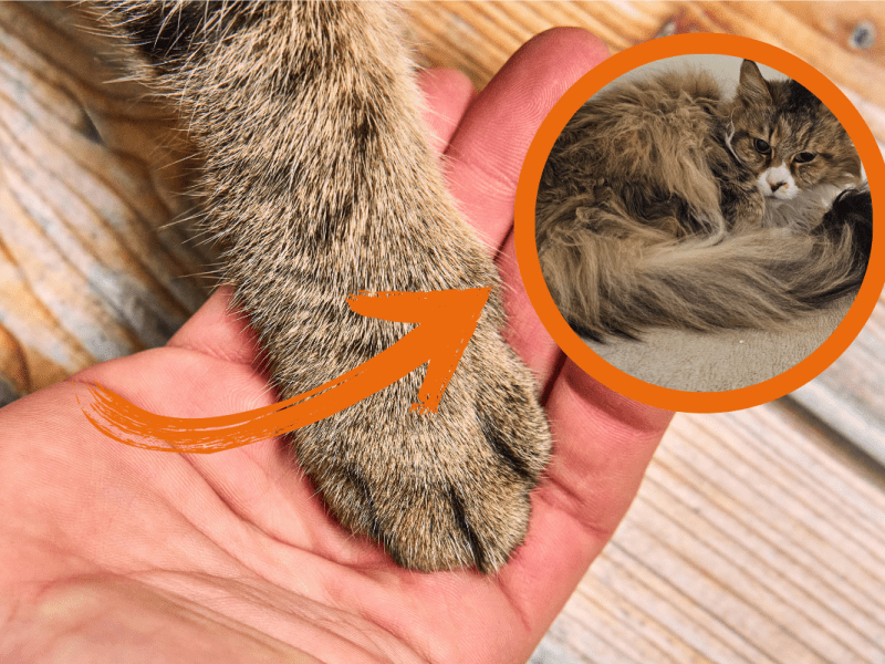 Maine Coon-Katze Milou sucht ein neues Zuhause.