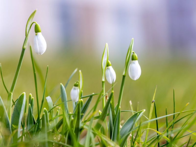 Schneeglöckchen auf einer Wieder, Wetter in Niedersachsen (Symbolbild)