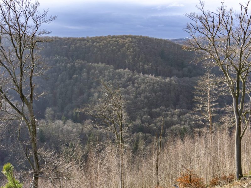 Wald im Nationalpark Harz bei Bad Harzburg (Symbolbild)