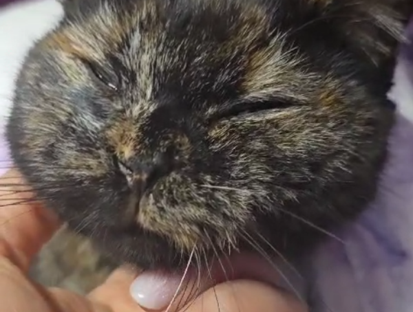 Eine kleine kranke Katze genießt die Kuscheleinheiten von Tierpflegerin Jenny