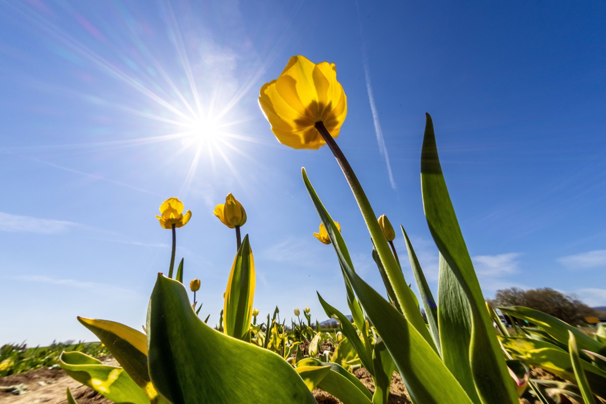 Tulpe auf dem Feld