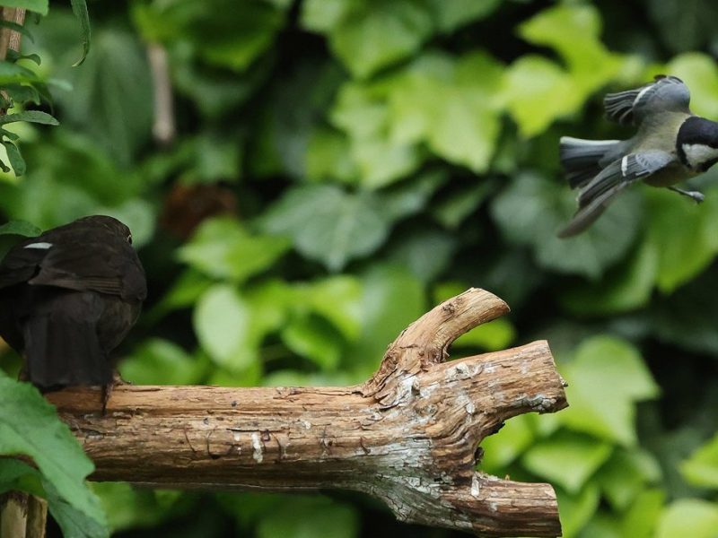 Amsel und Kohlmeise im Wald