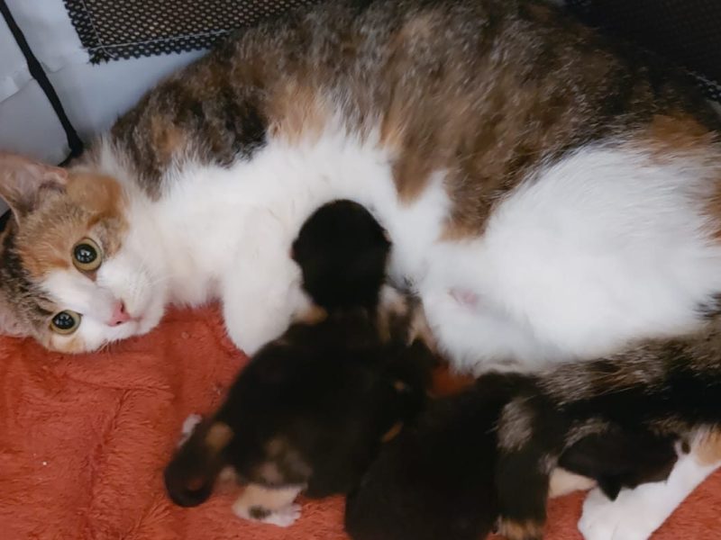 Katze mit ihren Kitten