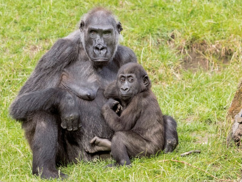 Zoo Hannover Gorilla