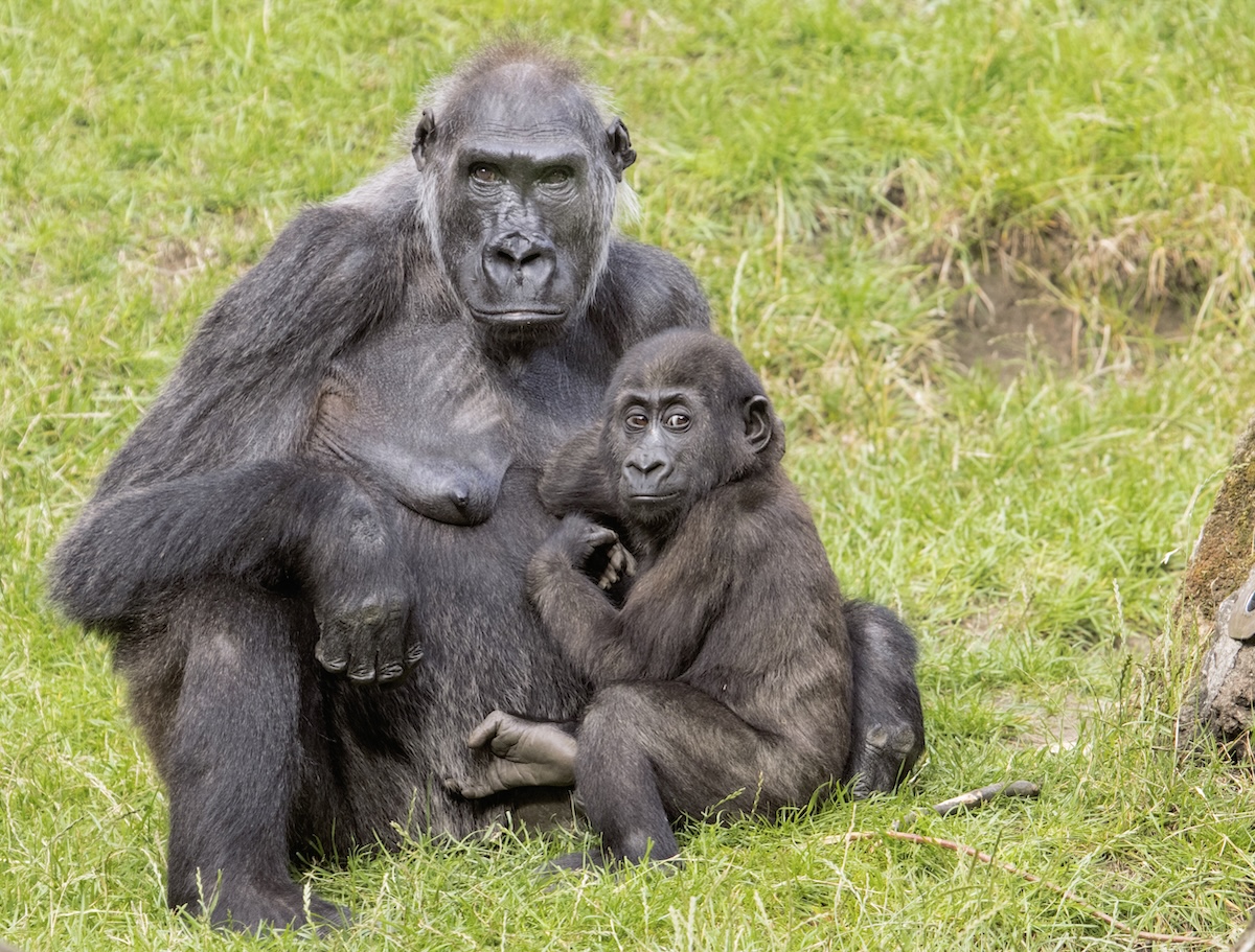 Zoo Hannover Gorilla